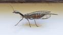 Snakefly (Xanthostigma xanthostigma)-2.jpg